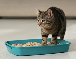 amazon screenshot arm hammer naturals cat litter 2022 01 27 at 101525 am 1643303790 1643303790