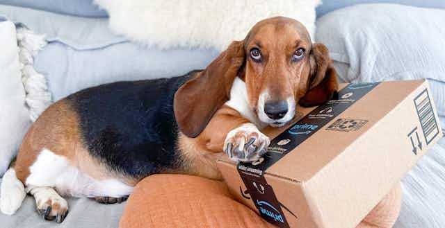 Here Are the Pet Items That Are Always Cheaper on Amazon card image