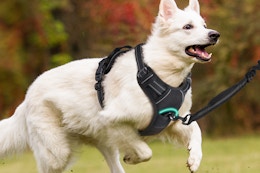 No-Pull Dog Harness, Only $12 With Amazon Discounts card image