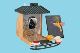 Smart Bird Feeder With Camera, Now $60 at Walmart (Reg. $245) card image