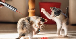 amazon pet day laser pointer screenshot at 10502 pm 1651518406 1651518406