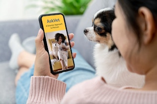 askvet pet care app 82022 1660054976 1660054976