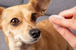 Angels' Eyes Tear Stain