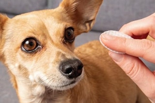 Angels' Eyes Tear Stain