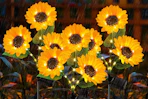 solar sunflower lights in the rain