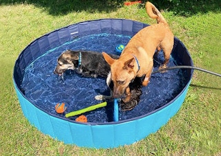 amazon dog pool sale screentshot pet day 1651515821 1651515821