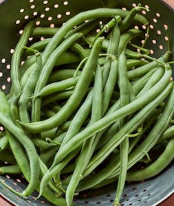 Blue Lake 274 Bush Bean Seeds