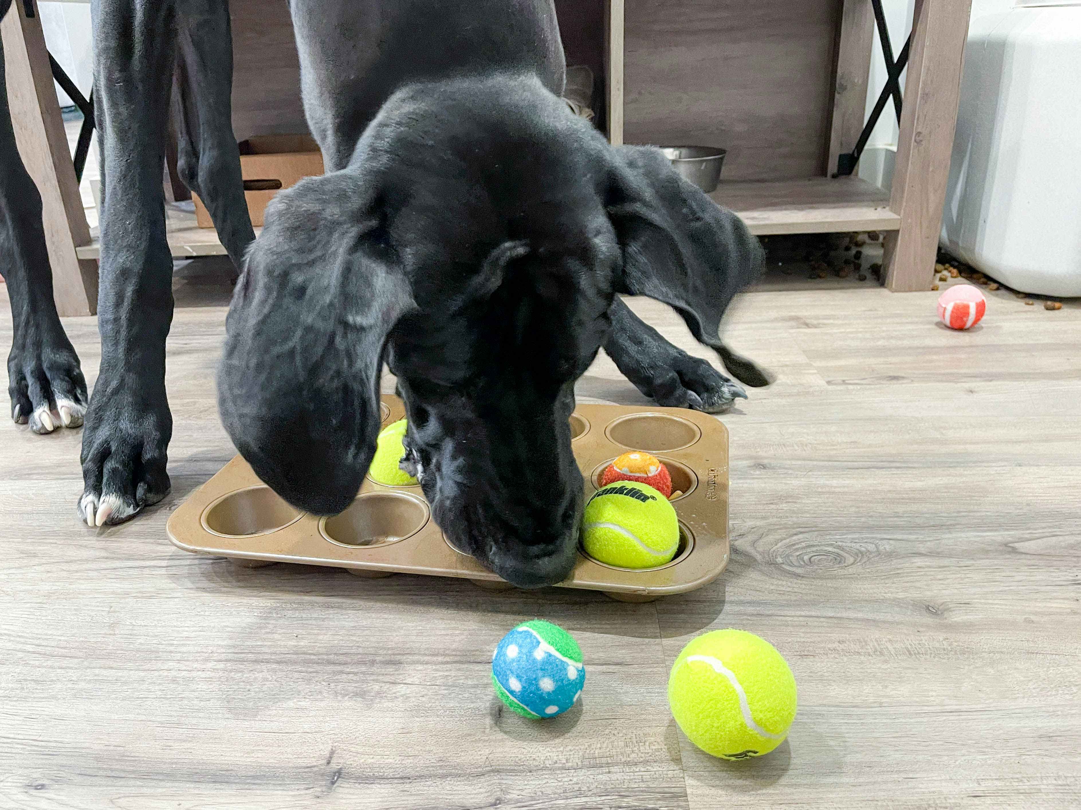 a dog sniffing treats and tennis balls in a muffin tin for a dog toy