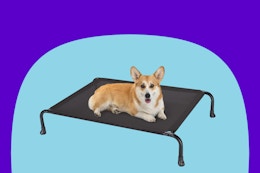 Elevated Dog Beds, as Low as $17 With Amazon Promo Code (Reg. $34) card image