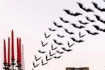 halloween bats on a wall