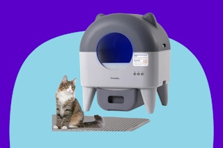 cat litter box