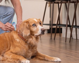 PetArmor Plus Dog Flea and Tick Prevention, as Low as $15 on Amazon card image