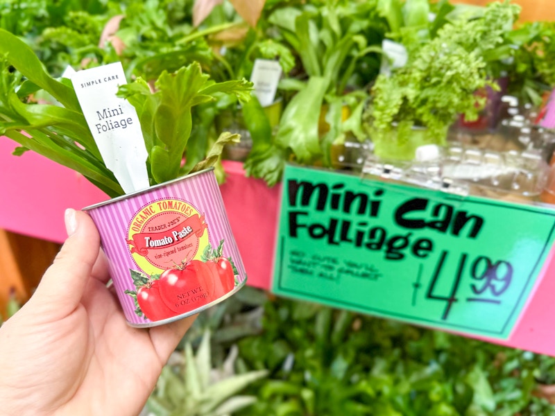 trader-joes-sept-51