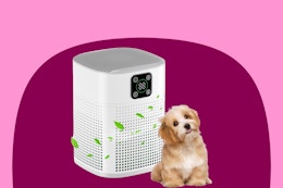 Air Purifier, Just $19.49 on Amazon card image