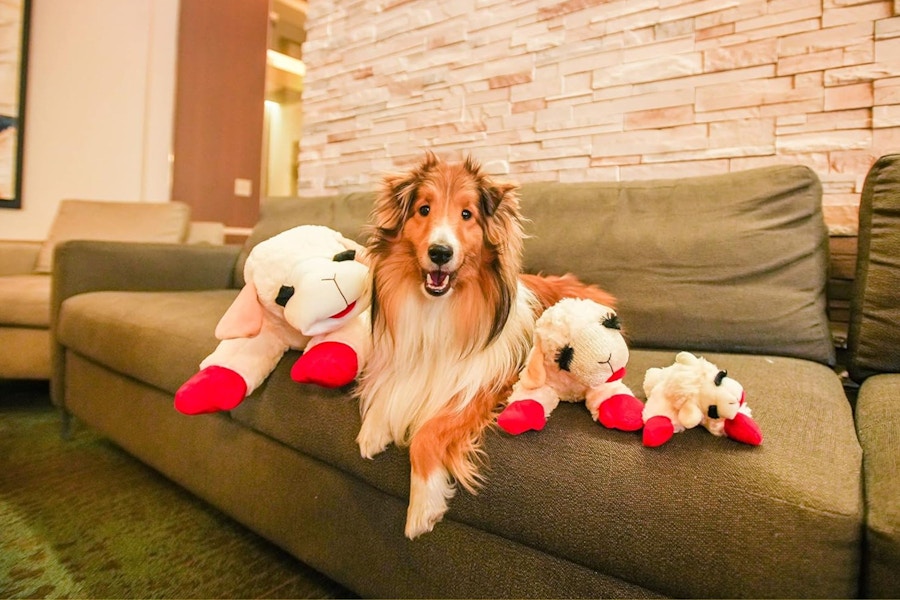 lamb-chop-toy-amazon