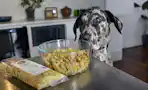 The Farmer's Dog Feature Image