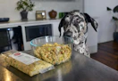The Farmer's Dog Feature Image