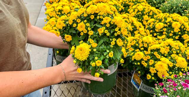 Looking to Buy Fall Mums? Here's Where to Find the Cheapest Prices card image
