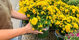 a person picking up mums at lowes