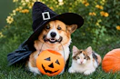 Dog and cat outdoors next to pumpkin with the dog wearing a witch Halloween costume