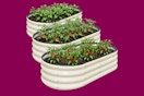 Stock image of three white raised garden beds