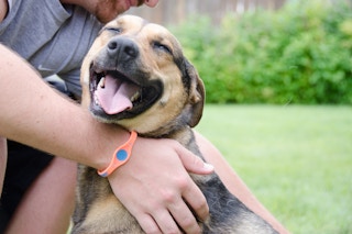 A dog smiling being pet by its owner.