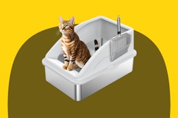 Stainless Steel Cat Litter Box, Only $49.98 for Amazon Pet Day card image