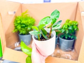 aldi-home-and-garden-deals-foliage