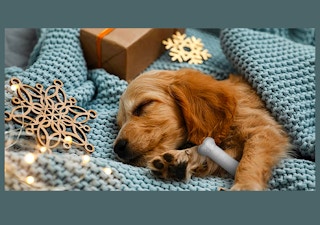 amazon dog chew 1653761577 1653761577