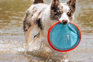 Amazon Chuckit Paraflight Flying Disc Dog Toy 2025 2
