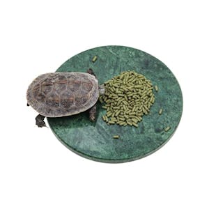 Reptile Basking Platform