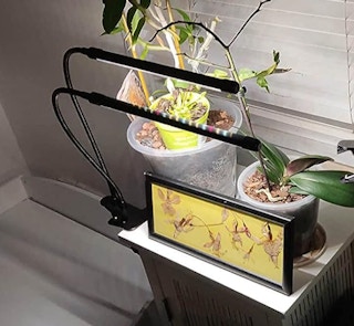 grow lights on a table over plants