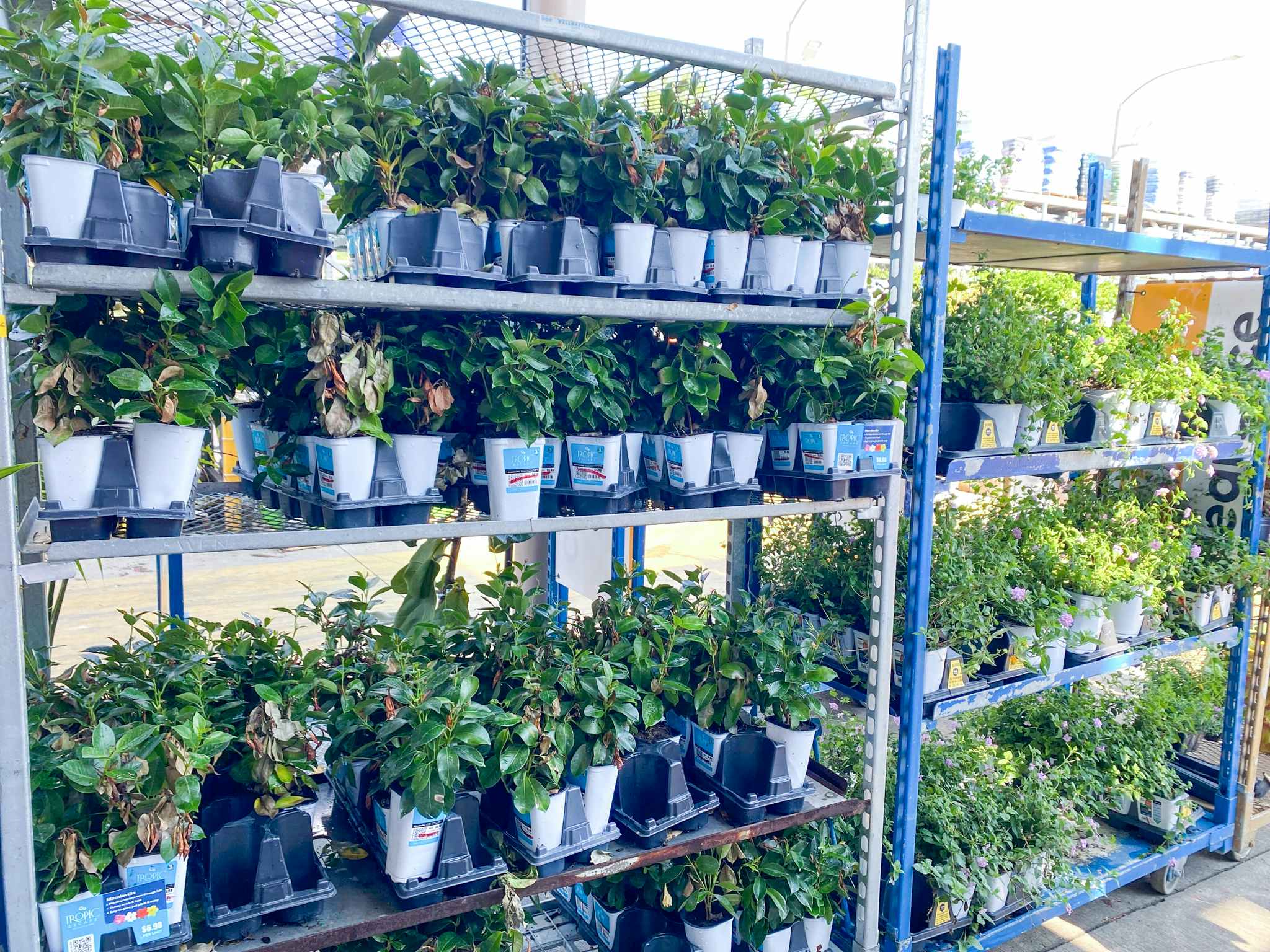 Lowe's Plant Clearance — Prices Start at Just $1