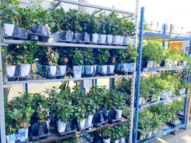 Lowe's Plant Clearance — Prices Start at Just $1 card image