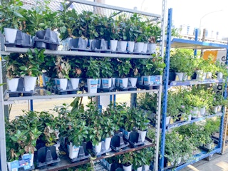 lowes plant clearance