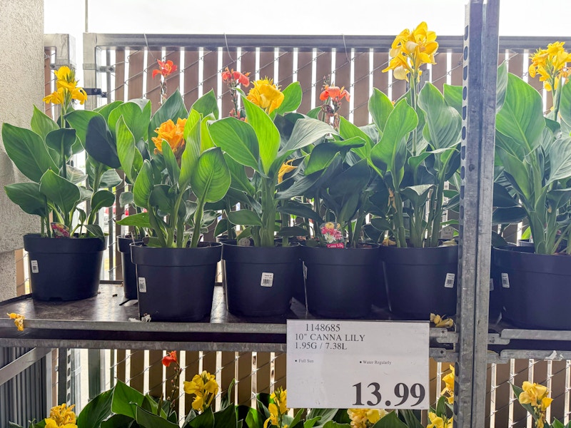 costco-plants-canna-lily