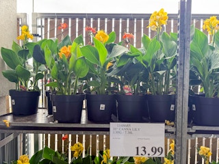 costco-plants-canna-lily