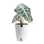 Alocasia Elephant Ear House Plant