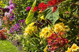 Bees & Butterflies Garden Collection, Only $23.99 Shipped (100 Bulbs) card image