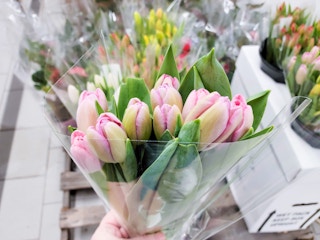 aldi tulip feb 2023 1676287421 1676287421