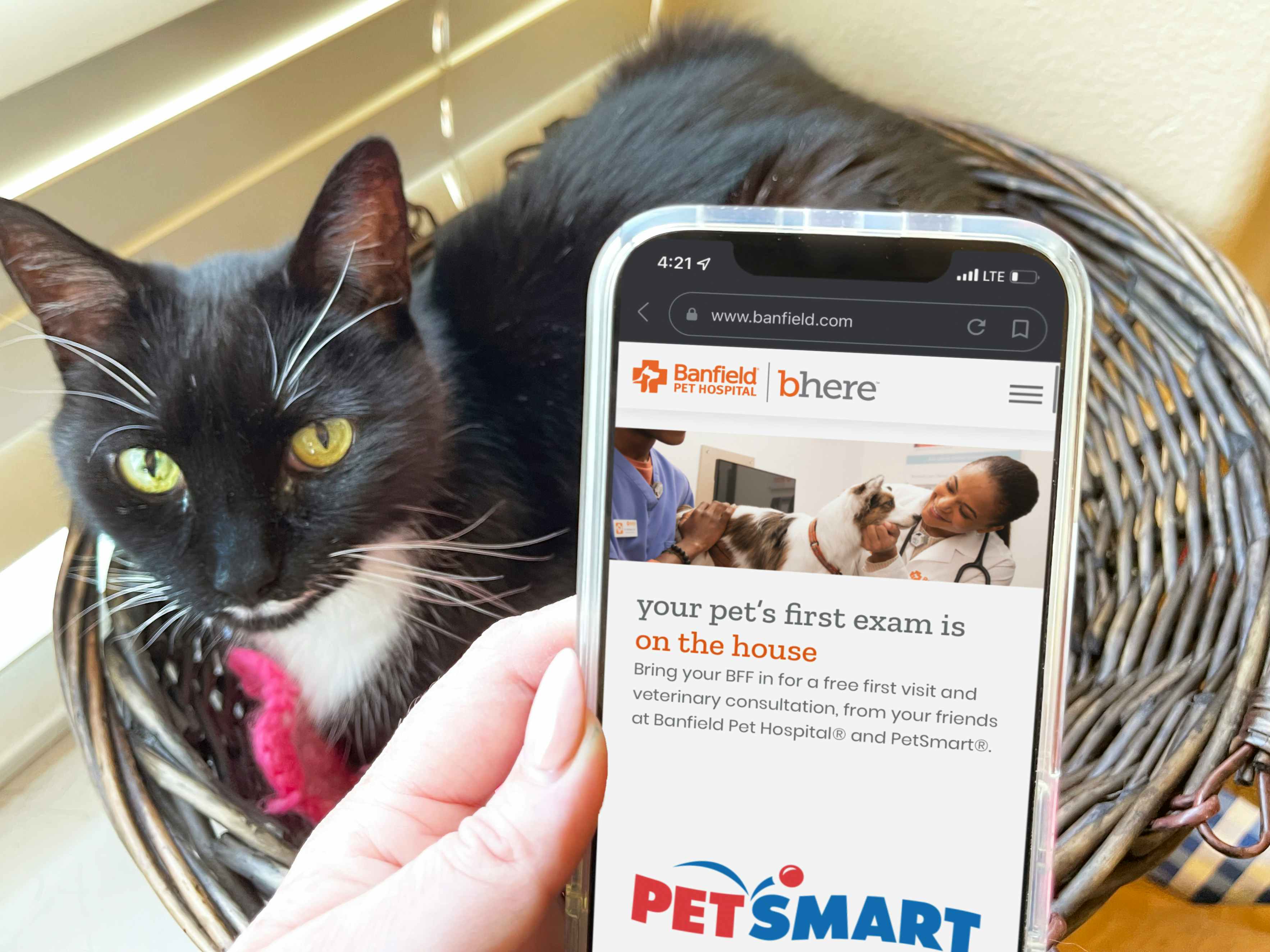 A cellphone displaying the PetSmart website's page about Banfield Pet Hospital's free vet clinic exam being held in front of cat lying in...