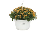 Menards Mum 