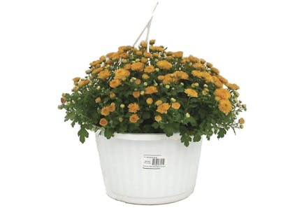 Menards Mum