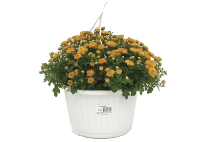 Menards Mum