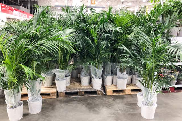 Potted Majesty Palms, Just $14.99 at Costco card image