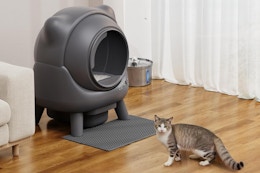 In a beige living room on a hardwood floor, a brown tabby-tuxedo cat approaches the dark grey self-cleaning litter box with 4 legs cat ears.