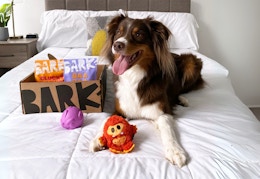 Dog on a bed with a BarkBox full of toys and treats. 