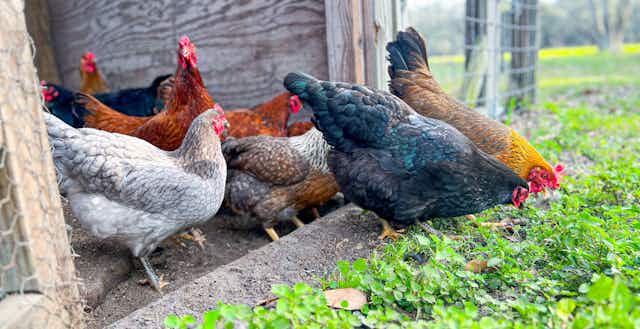 Having a DIY Chicken Coop vs. Buying Eggs: What's Exactly Cheaper? card image