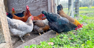 Some chickens pecking in the grass outside of their coop