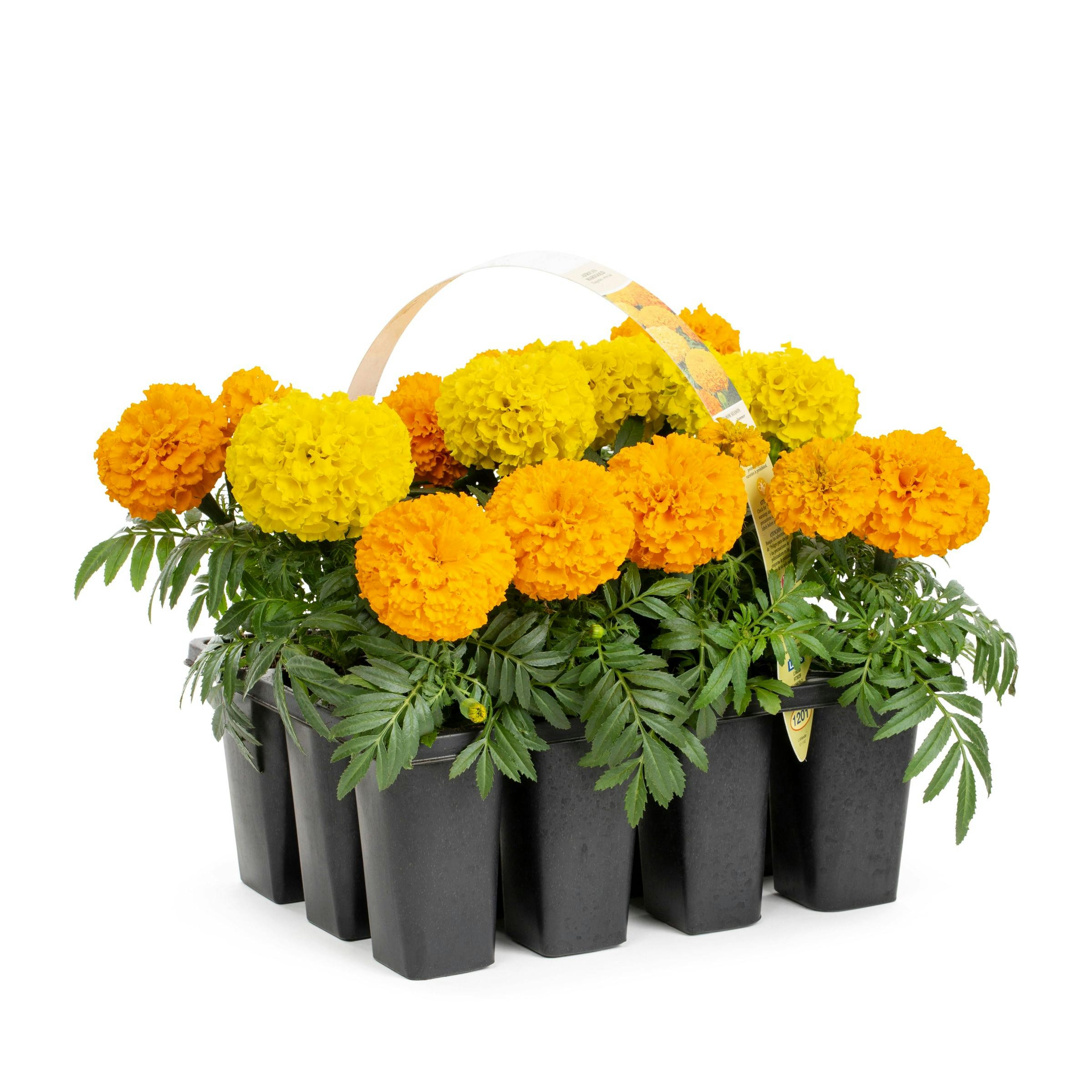Marigold Tray